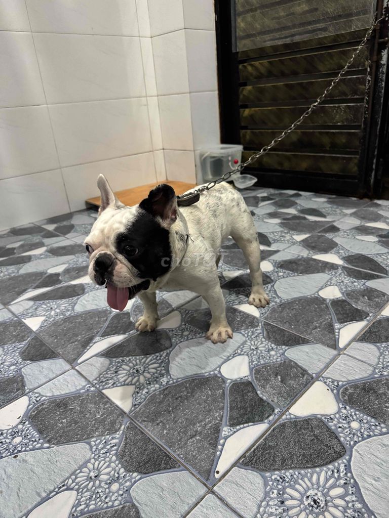 Chó Pug Pháp Trắng đen 9kg. Mua bán Chó tại Quận Bình Tân Tp Hồ Chí Minh được đăng bởi Gia Hân hình 1