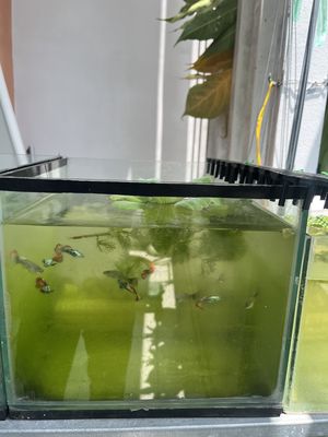 Guppy rồng đỏ thuỷ sinh 10k/cặp. Mua bán Thú cưng khác tại Quận Gò Vấp Tp Hồ Chí Minh được đăng bởi Trường
