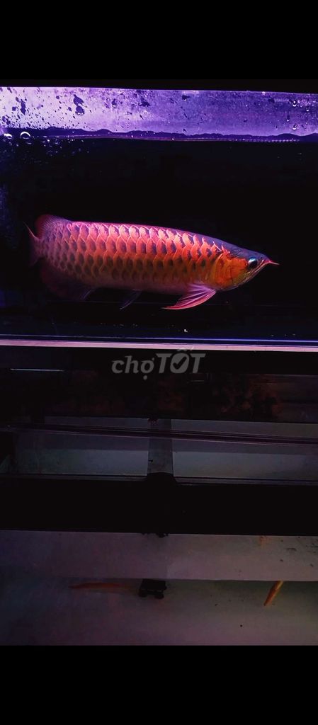 Cá Rồng Huyết Long U52 Đỏ Khỏe mạnh. Mua bán Thú cưng khác tại Thành phố Dĩ An Bình Dương được đăng bởi phamely hình 1