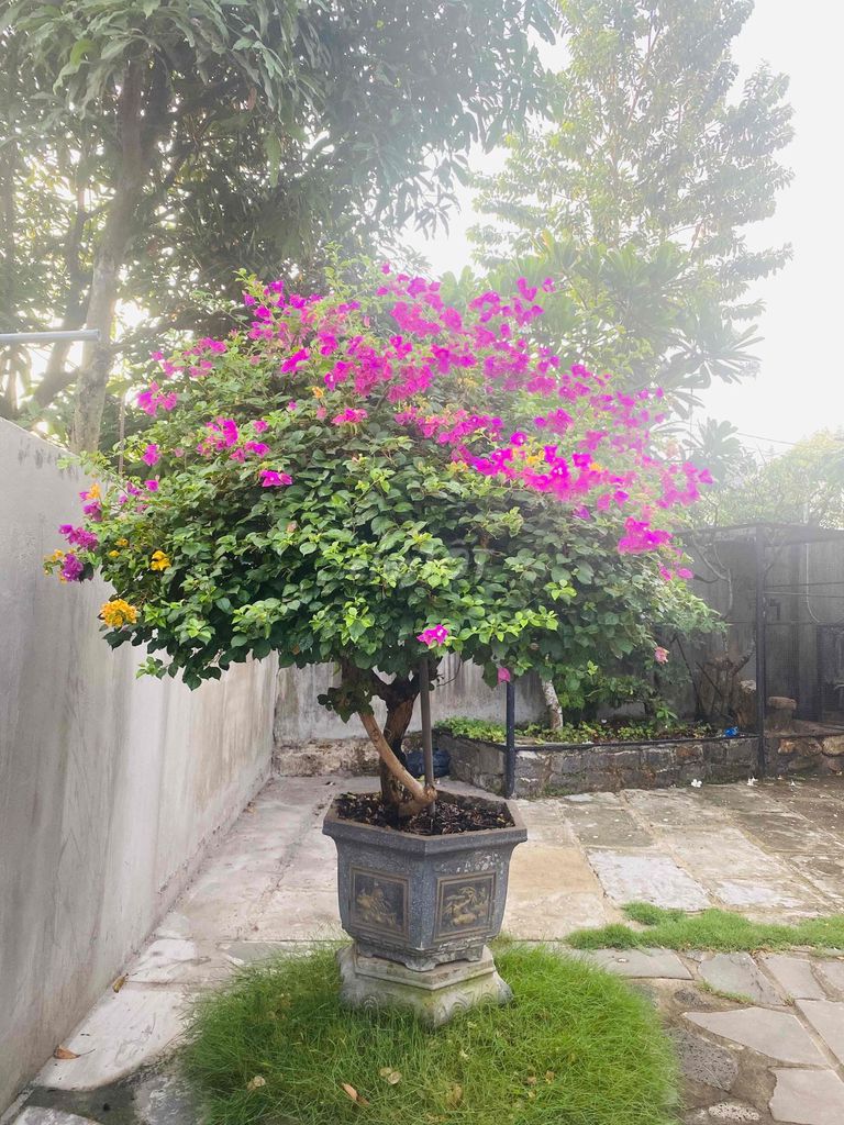 Cây cảnh Hoa giấy Hồng vàng. Mua bán Cây cảnh, đồ trang trí tại Huyện Vĩnh Cửu Đồng Nai được đăng bởi Khoa hình 1