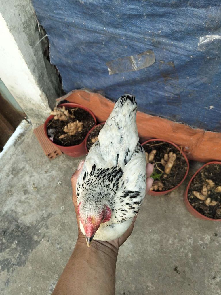 Gà chuối tuyết 14 tháng 430gr. Mua bán Gà tại Thành phố Vũng Tàu Bà Rịa - Vũng Tàu được đăng bởi GÀ TRE BẮC 72 VT hình 1