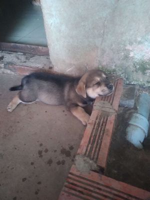 Chó Nhật lai chân ngắn lanh lợi