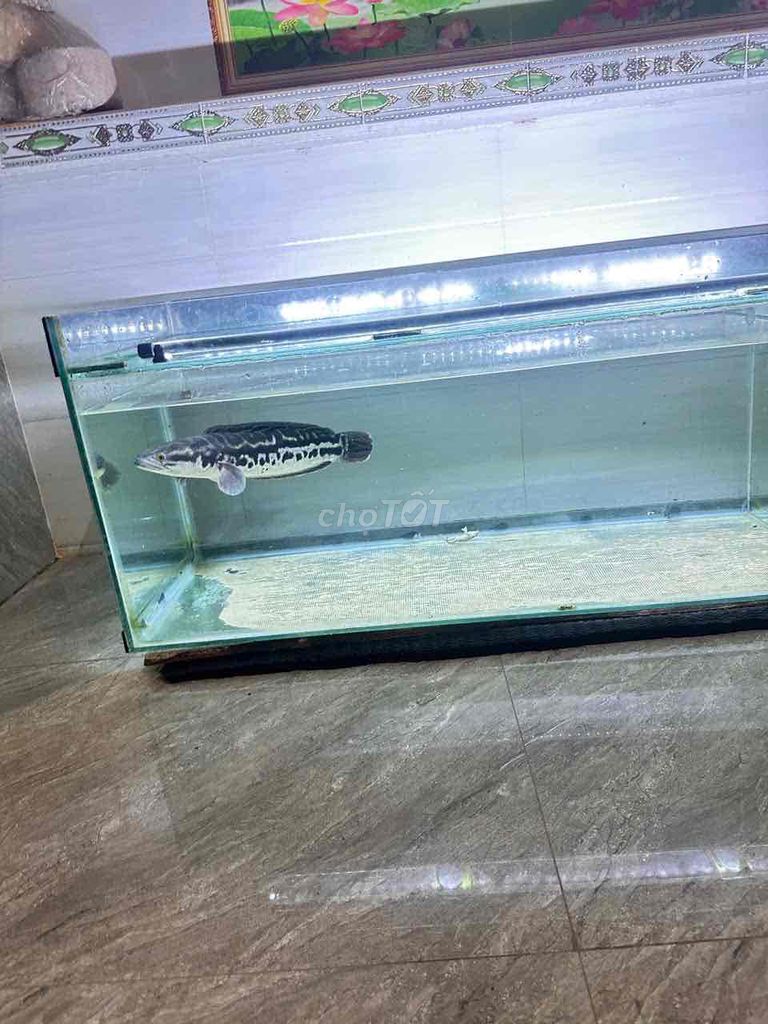 cần thanh lý lóc bông 45cm. Mua bán Thú cưng khác tại Huyện Trảng Bàng Tây Ninh được đăng bởi Phuchau Hyunh hình 1
