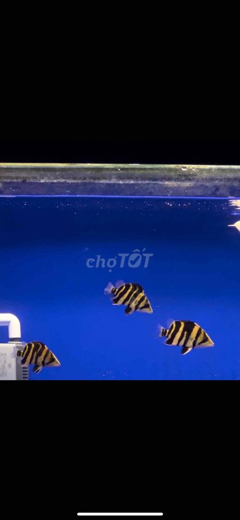 hổ Indo U8-10 - màu tốt. Mua bán Thú cưng khác tại Thị xã Tân Uyên Bình Dương được đăng bởi Tuấn hình 1