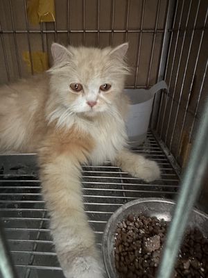 Moè ba tư lớn. Mua bán Mèo tại Thành phố Thủ Đức Tp Hồ Chí Minh được đăng bởi phan minh sang