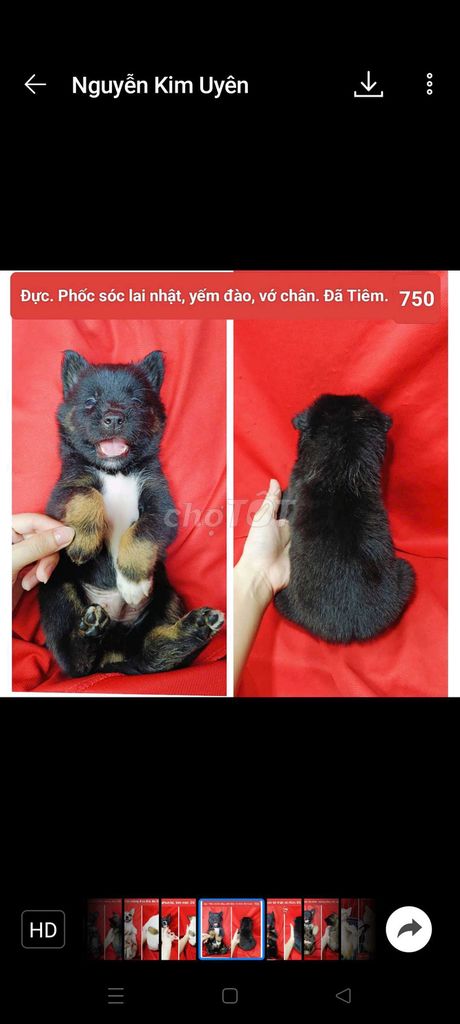 Corgi chihuahua phú quốc lai đã tiêm vài trăm.. Mua bán Chó tại Huyện Hóc Môn Tp Hồ Chí Minh được đăng bởi fb NH Táo bán điện thoại và chó mèo có ship hình 4