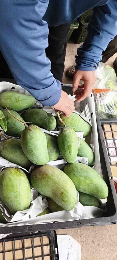 Xoài hạt lép. Mua bán Đồ ăn, thực phẩm và các loại khác tại Quận Tây Hồ Hà Nội được đăng bởi Nguyễn Giang hình 1