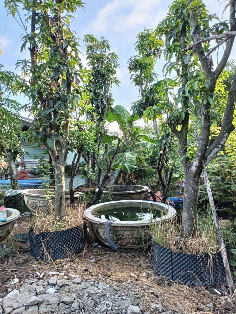 xoài thanh lý . Mua bán Cây cảnh, đồ trang trí tại Thành phố Thủ Đức Tp Hồ Chí Minh được đăng bởi byna hình 1
