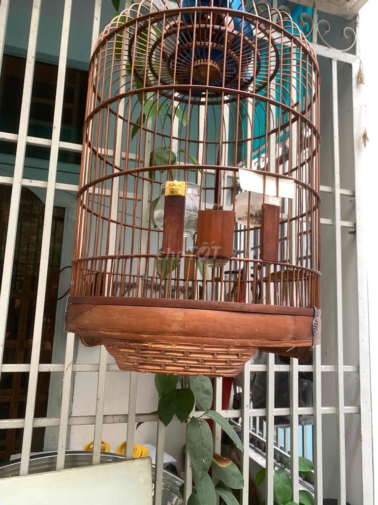 cà bộ chim. Mua bán Chim tại Quận Bình Thạnh Tp Hồ Chí Minh được đăng bởi Son hình 1