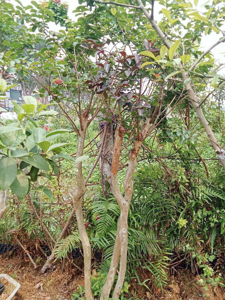 Cây cảnh Hoa tường vi Cây to. Mua bán Cây cảnh, đồ trang trí tại Huyện Đông Anh Hà Nội được đăng bởi nghiêm đình cường  hình 1