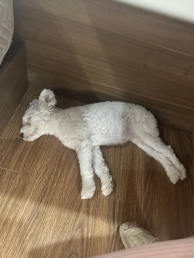 Poodle tai gấu,trắng,Lông đẹp,Đã tiêm đầy đủ. Mua bán Chó tại Quận Nam Từ Liêm Hà Nội được đăng bởi Trịnh Anh Tùng hình 6
