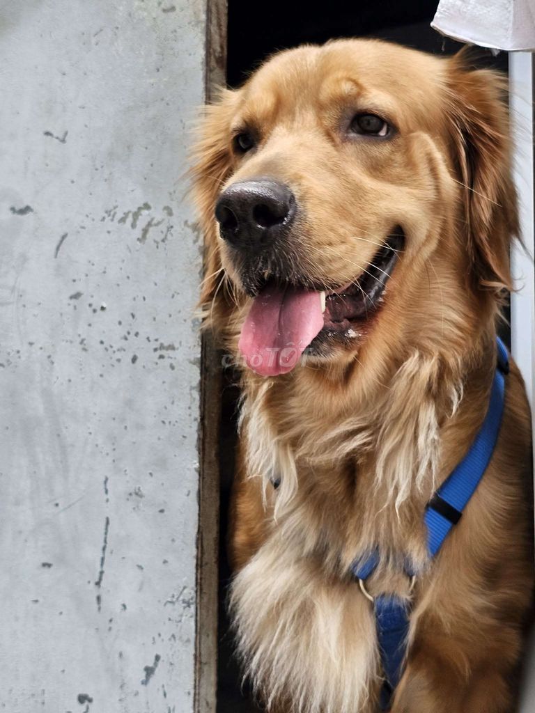 Chó Golden Retriever cái. Mua bán Chó tại Huyện Bình Chánh Tp Hồ Chí Minh được đăng bởi Hoàng Gia Huy hình 1