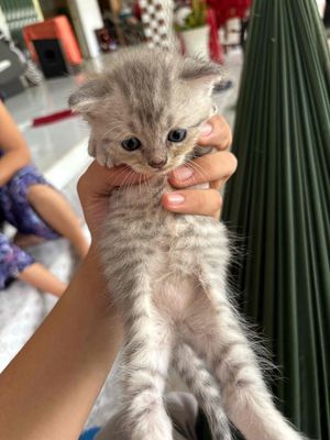 Mèo Anh lông dài, mắt màu biếc (xanh)