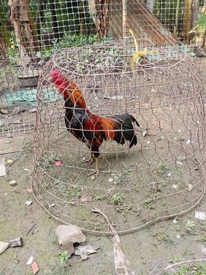 Tìm mua chuồng gà ghép. Mua bán Phụ kiện, Thức ăn, Dịch vụ tại Huyện Long Hồ Vĩnh Long được đăng bởi Đức