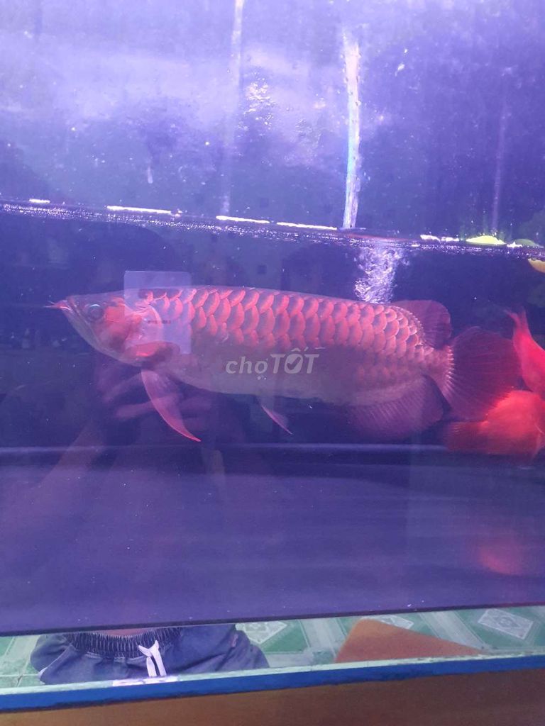 Huyết long. Mua bán Thú cưng khác tại Huyện Củ Chi Tp Hồ Chí Minh được đăng bởi Tên chưa cung cấp hình 5