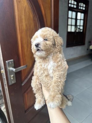 Chó Poodle Tini Đực Cái đã tiêm