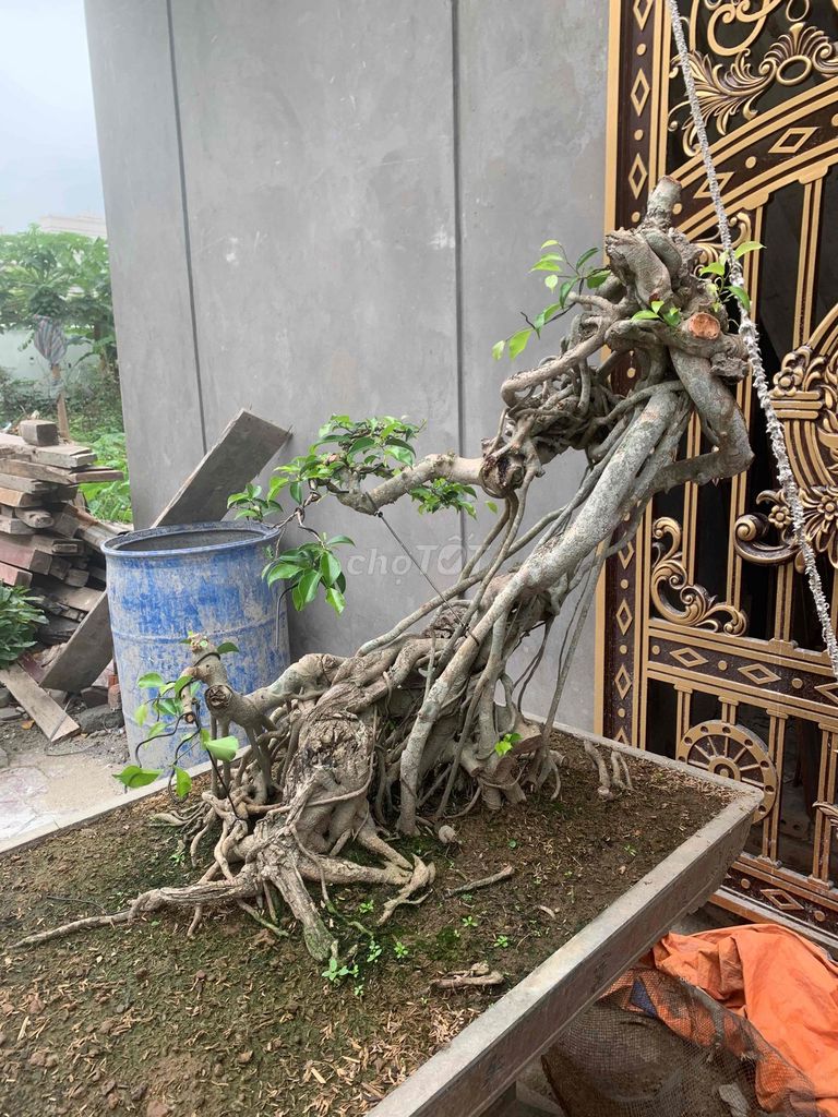 Cây cảnh Sanh cổ Dáng lạ. Mua bán Cây cảnh, đồ trang trí tại Quận Kiến An Hải Phòng được đăng bởi Cảnh Dương hình 1