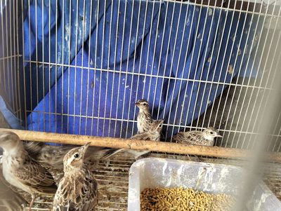 Chim đang tập cám. Mua bán Chim tại Huyện Hóc Môn Tp Hồ Chí Minh được đăng bởi Chim cảnh Hoàng Ngọc Bà Điểm  Hóc Môn 