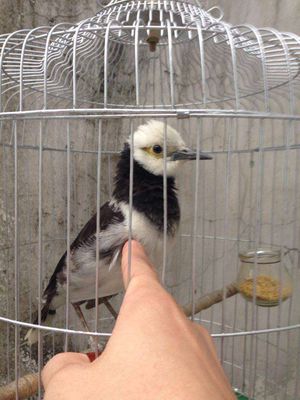 Chim cưỡng gần 1 năm đã nói. Mua bán Chim tại Huyện Lai Vung Đồng Tháp được đăng bởi Nguyễn Quốc Thắng 