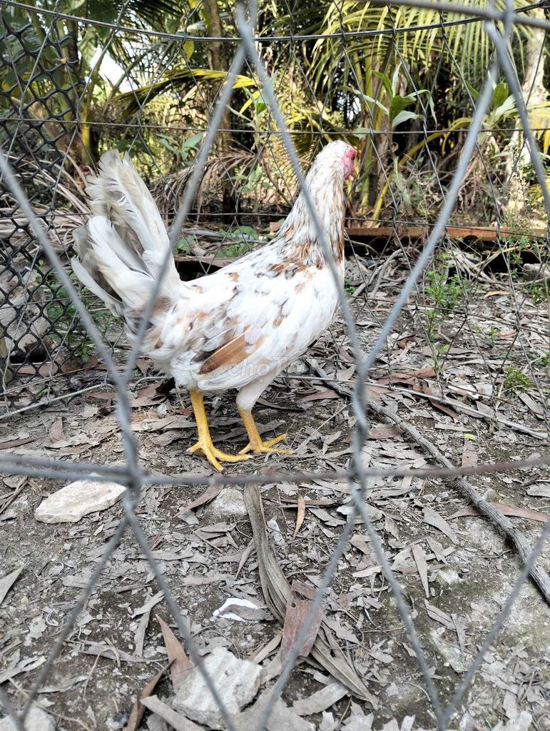 gốc giao lưu. Mua bán Gà tại Huyện Cần Đước Long An được đăng bởi mai kiểng  hình 1