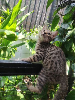 Mèo golden lai Bengal. Mua bán Mèo tại Huyện Cần Giuộc Long An được đăng bởi Trương Lê