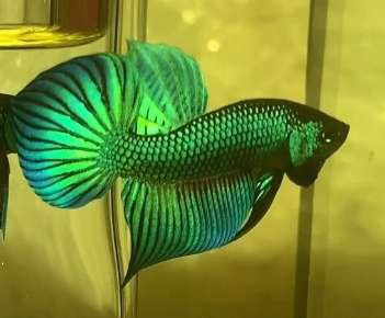 Cá Mahachal green. Mua bán Thú cưng khác tại Quận 7 Tp Hồ Chí Minh được đăng bởi Nguyễn Quang Trung