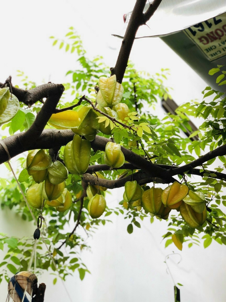 Tuyền Lê Tuyền Lê