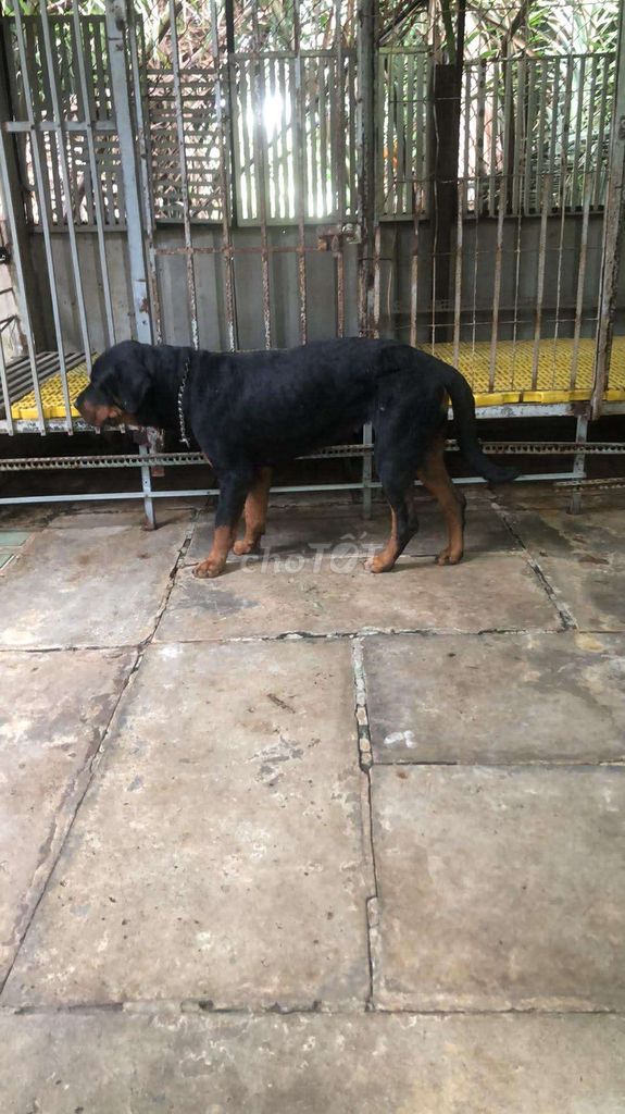 Cho tặng 2 chú chó rottweiler cái. Mua bán Chó tại Huyện Nhà Bè Tp Hồ Chí Minh được đăng bởi Nhật Thiên Huỳnh Võ hình 1