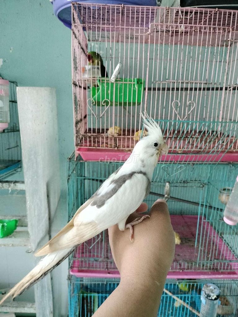 Vẹt cockatiel heavy, vett xixx thái trống to con