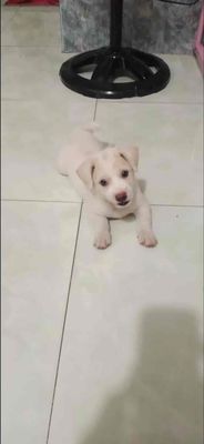 chó Labrador,màu trắng bông vàng , 3 tháng tuổi. Mua bán Chó tại Thị xã Bến Cát Bình Dương được đăng bởi Kiều vy Nguyễn