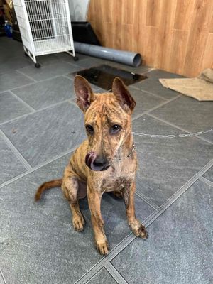 Chó Phú Quốc cái thuần chủng