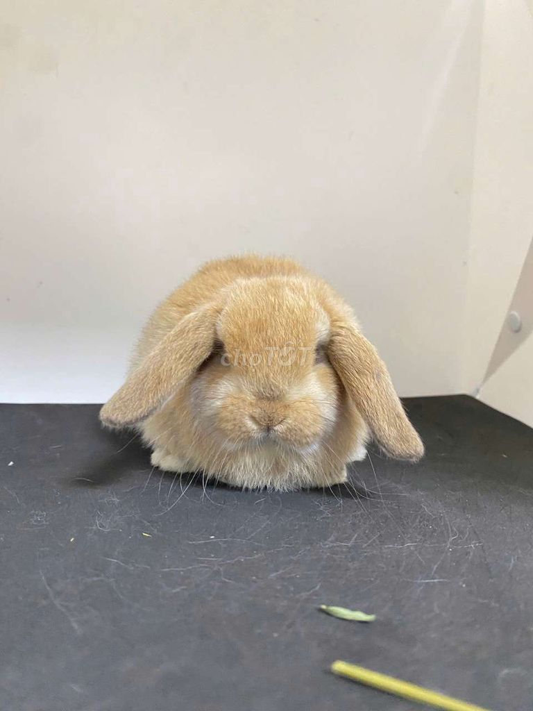 Thỏ Minilop tai cụp nhiều màu 600k-1tr2 1 bé. Mua bán Thú cưng khác tại Quận Thanh Xuân Hà Nội được đăng bởi Cao Tường Vi  hình 1