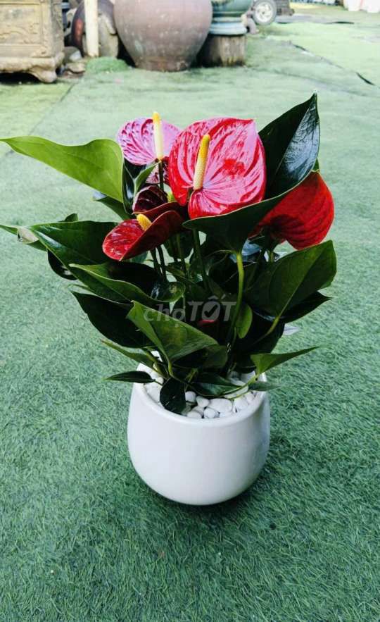 Cây lưỡi hổ. Mua bán Cây cảnh, đồ trang trí tại Quận Gò Vấp Tp Hồ Chí Minh được đăng bởi Tô Kem  hình 4