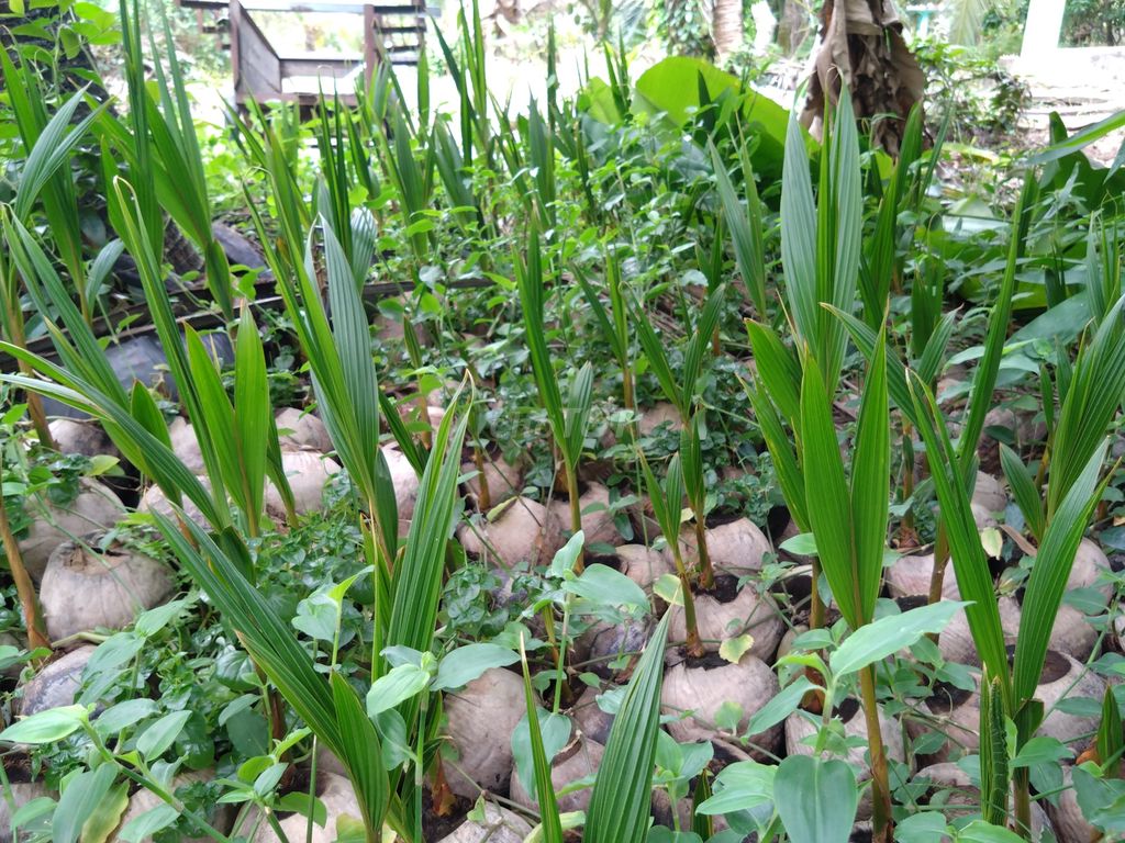 Cây dừa Mã lai chu ươm tại vườn. Mua bán Đồ chuyên dụng, Giống nuôi trồng tại Huyện Châu Thành Long An được đăng bởi Vũ Phong hình 1