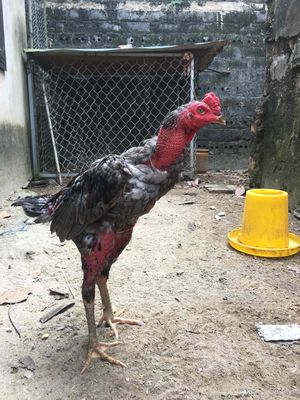 gà đá bung lưng có thành tích. Mua bán Gà tại Huyện Ba Vì Hà Nội được đăng bởi Danhuy