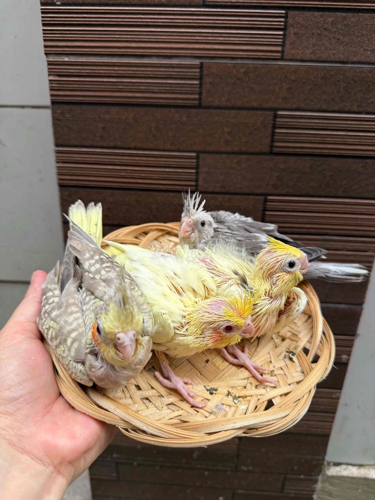 Chim chào mào non nhiều màu cả hai. Mua bán Chim tại Quận Tân Phú Tp Hồ Chí Minh được đăng bởi Thủy huỳnh hình 1
