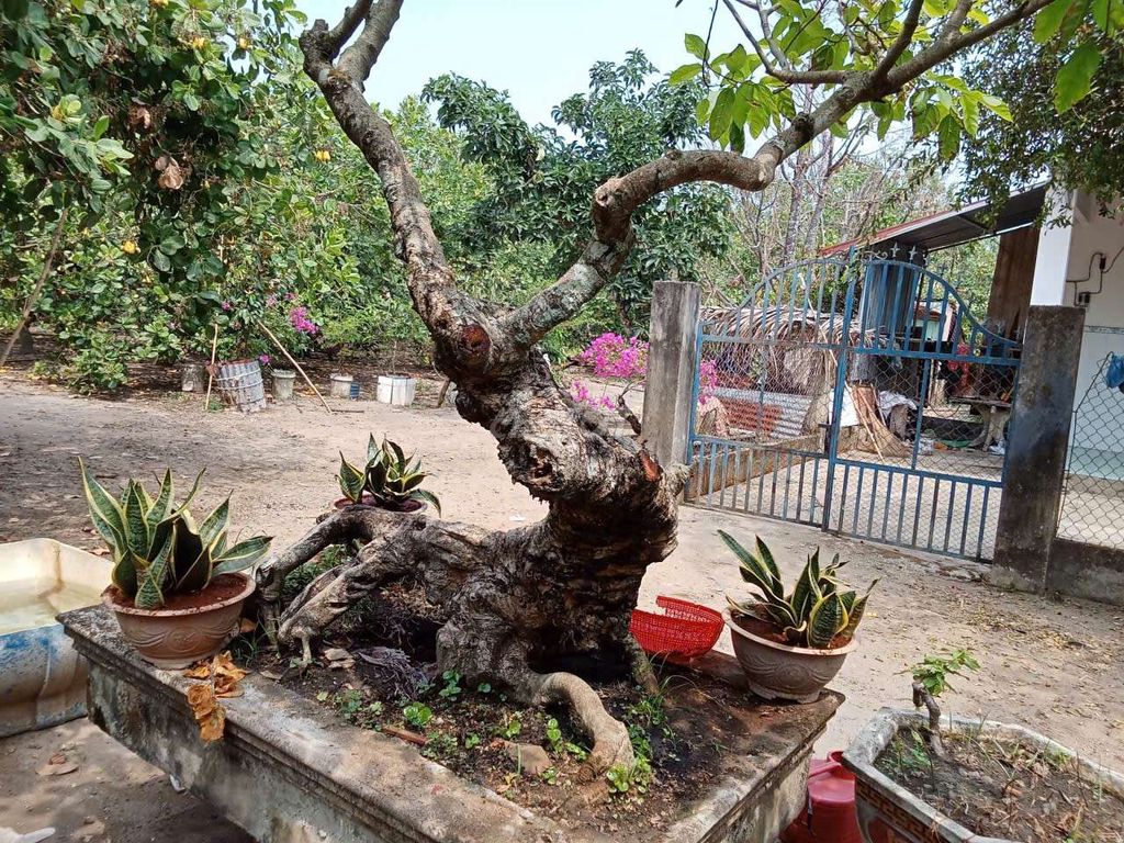 Cây Sung lâu năm. Mua bán Cây cảnh, đồ trang trí tại Thị xã Bình Long Bình Phước được đăng bởi Tuấn Anh Shop Online Cao Quý  hình 1