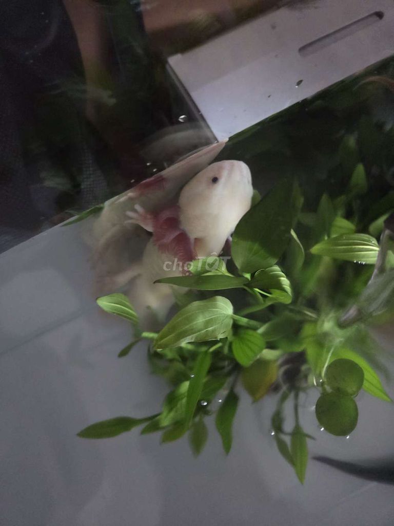 Axolotl Trắng dễ chăm sóc. Mua bán Thú cưng khác tại Quận 5 Tp Hồ Chí Minh được đăng bởi Gia Hân hình 1