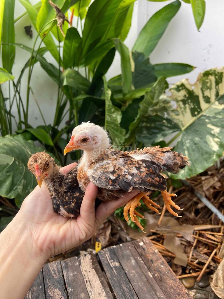 Gà tre bắc trống 2 tháng bố mẹ dưới 500gram. Mua bán Gà tại Huyện Hòa Thành Tây Ninh được đăng bởi Trọng Khải hình 1