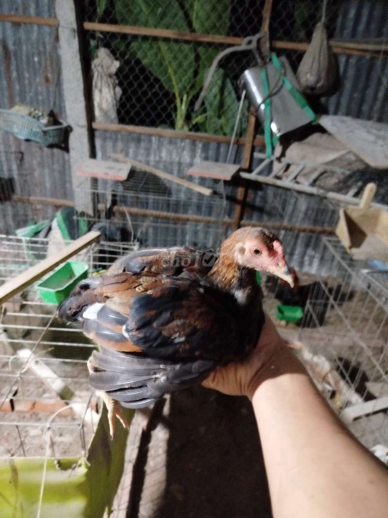 7 mái tre siu mỹ. Mua bán Gà tại Huyện Chợ Mới An Giang được đăng bởi tre asil mỹ mini hình 2