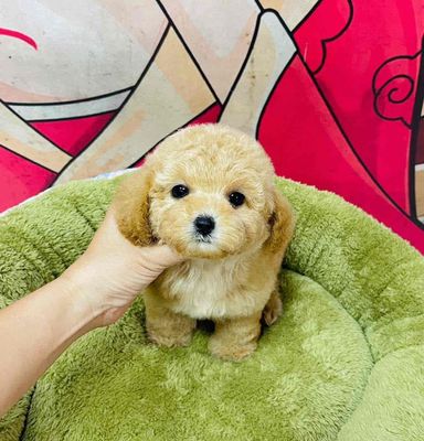 Chó Poodle Vàng kem thân thiện đã tiêm phòng