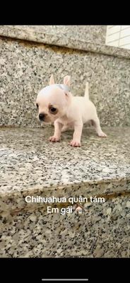 Chó chihuahua 2 tháng