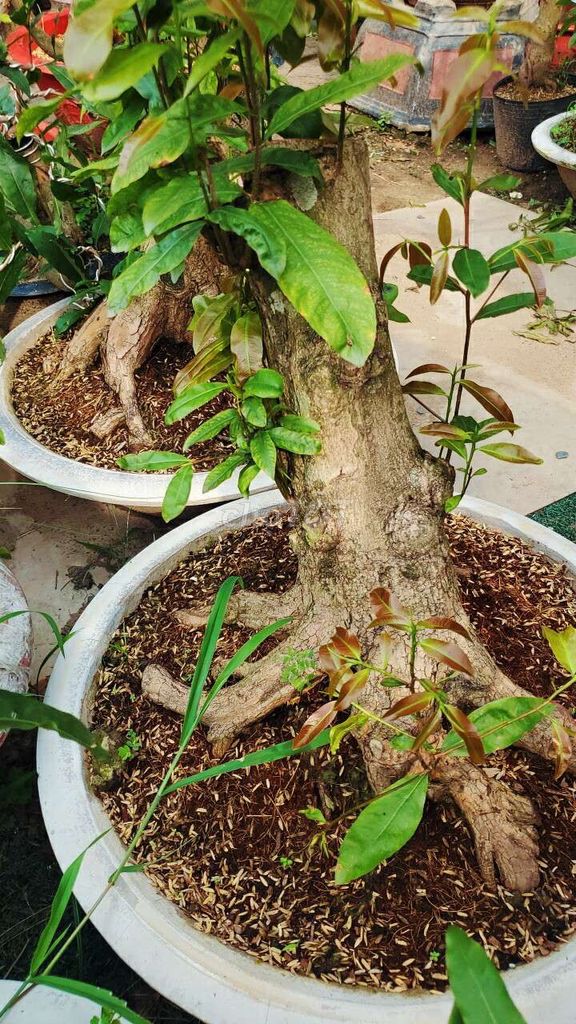 Phội mai vườn bonsai h40cm