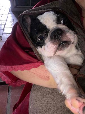 Cần tìm nhà mới cho bé mẹ bull pháp cha chihuahua. Mua bán Chó tại Quận Thốt Nốt Cần Thơ được đăng bởi Hoàng Đông