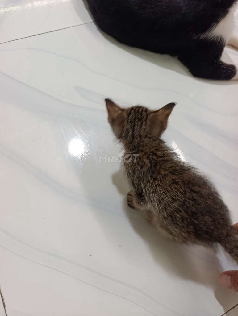 Mèo con vằn. Mua bán Mèo tại Huyện Lai Vung Đồng Tháp được đăng bởi Lethanhtan hình 1