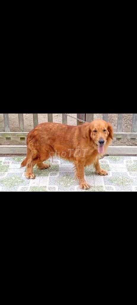 Chó Golden Retriever Cái Vàng. Mua bán Chó tại Thành phố Thủ Dầu Một Bình Dương được đăng bởi thuy tran hình 1