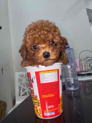 Cún poodle nâu đỏ 2 tháng teacup thuần chủng HCM. Mua bán Chó tại Quận 3 Tp Hồ Chí Minh được đăng bởi GIÁ RẺ UY TÍN CHẤT LƯỢNG HCM