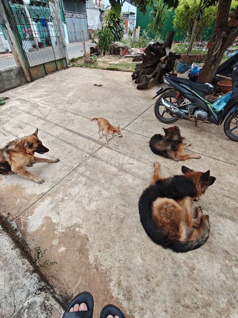 cho tặng becgiec. Mua bán Chó tại Thành phố Buôn Ma Thuột Đắk Lắk được đăng bởi Thanh hình 1