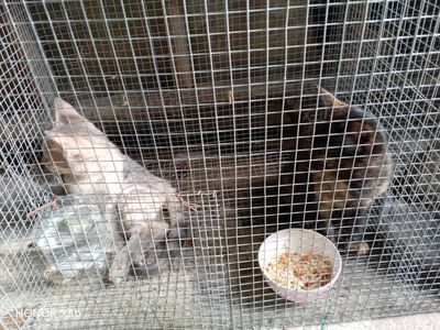 Mèo Anh lai 5 tháng. Mua bán Mèo tại Huyện Châu Thành Đồng Tháp được đăng bởi trần khánh thưởng