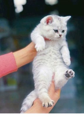 Mèo Anh lông ngắn Trắng Đực cái